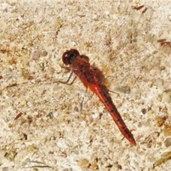 Diplacodes bipunctata (Wandering Percher) at Tuggeranong DC, ACT - 12 Apr 2020 by JohnBundock