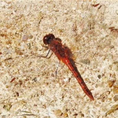 Diplacodes bipunctata (Wandering Percher) at Urambi Hills - 12 Apr 2020 by JohnBundock