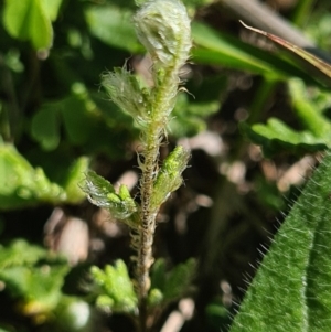 Cheilanthes distans at Molonglo River Reserve - 12 Apr 2020