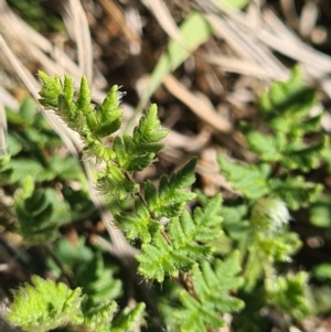 Cheilanthes distans at Molonglo River Reserve - 12 Apr 2020