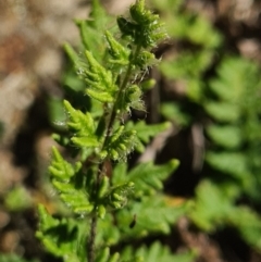 Cheilanthes distans at Molonglo River Reserve - 12 Apr 2020