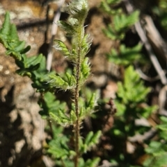 Cheilanthes distans at Molonglo River Reserve - 12 Apr 2020