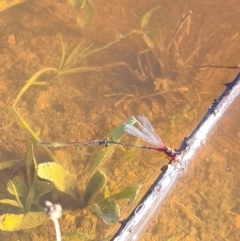 Xanthagrion erythroneurum (Red & Blue Damsel) at Dunlop, ACT - 12 Apr 2020 by AaronClausen