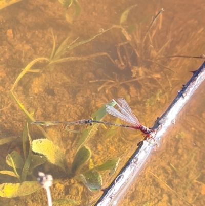 Xanthagrion erythroneurum (Red & Blue Damsel) at Dunlop, ACT - 12 Apr 2020 by AaronClausen