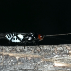 Braconidae (family) (Unidentified braconid wasp) at Hackett, ACT - 9 Apr 2020 by jb2602