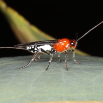 Braconidae (family) (Unidentified braconid wasp) at Hackett, ACT - 9 Apr 2020 by jbromilow50