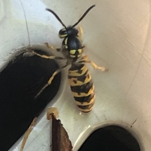 Vespula germanica at Aranda, ACT - 12 Apr 2020