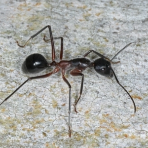 Camponotus intrepidus at Ainslie, ACT - 6 Apr 2020 05:50 PM