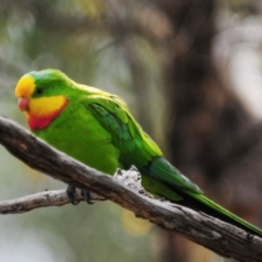 Polytelis swainsonii at Garran, ACT - 11 Apr 2020