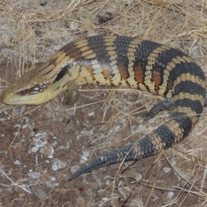 Tiliqua scincoides scincoides at Conder, ACT - 24 Feb 2020