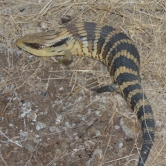 Tiliqua scincoides scincoides at Conder, ACT - 24 Feb 2020