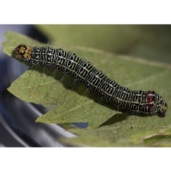 Phalaenoides glycinae (Grapevine Moth) at Higgins, ACT - 12 Apr 2020 by AlisonMilton