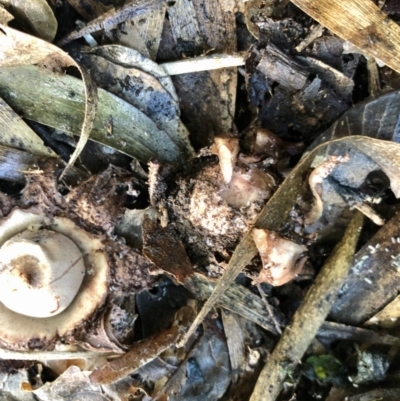 Geastrum sp. (genus) (An earthstar) at Wattamolla, NSW - 9 Apr 2020 by WattaWanderer