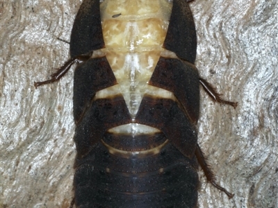 Laxta granicollis (Common bark or trilobite cockroach) at Majura, ACT - 12 Apr 2020 by jb2602