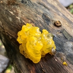 Tremella mesenterica (Witch's Butter or Yellow Brain) at Wattamolla, NSW - 29 Mar 2020 by WattaWanderer