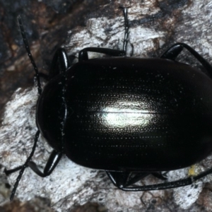 Chalcopteroides columbinus at Majura, ACT - 12 Apr 2020