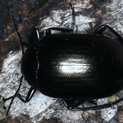 Chalcopteroides columbinus (Rainbow darkling beetle) at Mount Ainslie - 12 Apr 2020 by jb2602