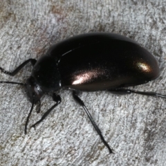 Chalcopteroides columbinus at Majura, ACT - 12 Apr 2020 04:23 PM