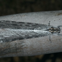 Heoclisis fundata (Antlion lacewing) at Majura, ACT - 12 Apr 2020 by jbromilow50