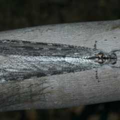 Heoclisis fundata (Antlion lacewing) at Majura, ACT - 12 Apr 2020 by jb2602