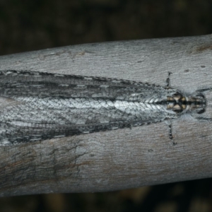 Heoclisis fundata at Majura, ACT - 12 Apr 2020 03:57 PM