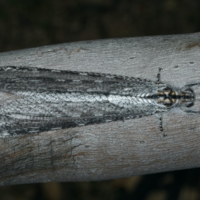 Heoclisis fundata (Antlion lacewing) at Majura, ACT - 12 Apr 2020 by jbromilow50