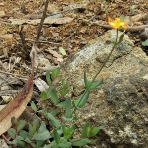 Hypericum gramineum at Hackett, ACT - 13 Apr 2020 12:18 PM