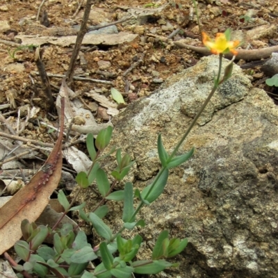 Hypericum gramineum (Small St Johns Wort) at Hackett, ACT - 13 Apr 2020 by Sarah2019