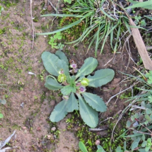 Solenogyne dominii at Majura, ACT - 11 Apr 2020 12:20 PM