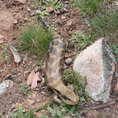 Tiliqua scincoides scincoides (Eastern Blue-tongue) at Banks, ACT - 13 Apr 2020 by ChrisHolder