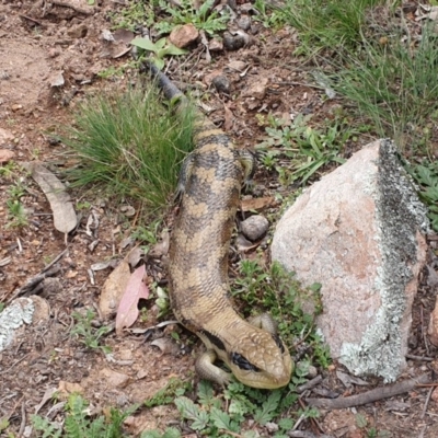 Tiliqua scincoides scincoides (Eastern Blue-tongue) at Rob Roy Range - 13 Apr 2020 by ChrisHolder