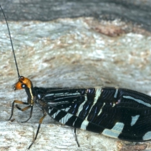 Porismus strigatus at Majura, ACT - 12 Apr 2020