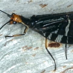 Porismus strigatus at Majura, ACT - 12 Apr 2020