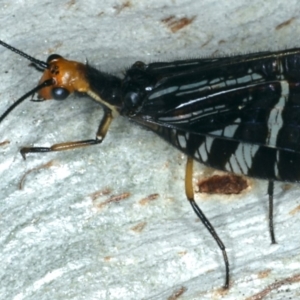 Porismus strigatus at Majura, ACT - 12 Apr 2020