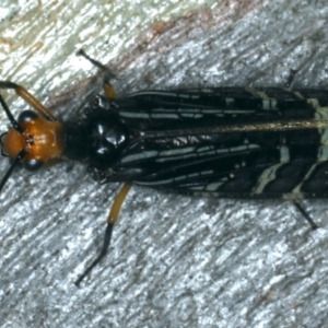 Porismus strigatus at Majura, ACT - 12 Apr 2020