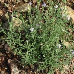 Vittadinia cuneata var. cuneata (Fuzzy New Holland Daisy) at Hackett, ACT - 11 Apr 2020 by Sarah2019