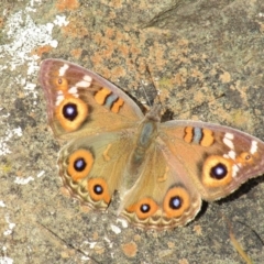 Junonia villida (Meadow Argus) at Majura, ACT - 11 Apr 2020 by Sarah2019