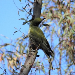 Oriolus sagittatus at Majura, ACT - 11 Apr 2020 12:02 PM