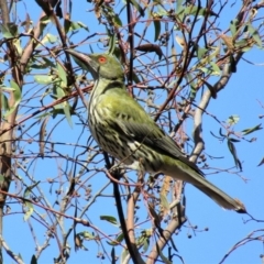 Oriolus sagittatus at Majura, ACT - 11 Apr 2020 12:02 PM