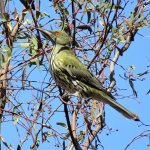 Oriolus sagittatus at Majura, ACT - 11 Apr 2020 12:02 PM