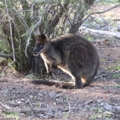 Wallabia bicolor (Swamp Wallaby) at Mount Ainslie - 12 Apr 2020 by jb2602