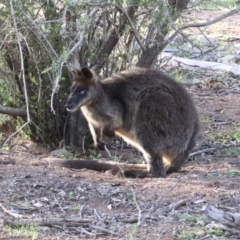 Wallabia bicolor (Swamp Wallaby) at Majura, ACT - 12 Apr 2020 by jb2602