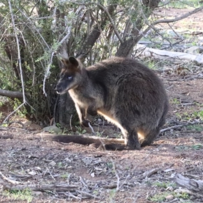 Wallabia bicolor (Swamp Wallaby) at Majura, ACT - 12 Apr 2020 by jb2602
