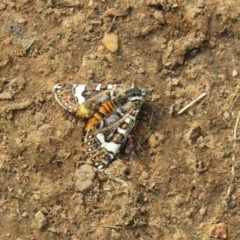 Apina callisto (Pasture Day Moth) at Mount Majura - 13 Apr 2020 by Sarah2019