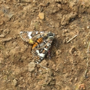 Apina callisto at Hackett, ACT - 13 Apr 2020 12:08 PM