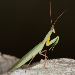 Orthodera ministralis (Green Mantid) at Kambah, ACT - 13 Apr 2020 by Marthijn