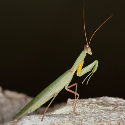 Orthodera ministralis (Green Mantid) at Kambah, ACT - 13 Apr 2020 by Marthijn