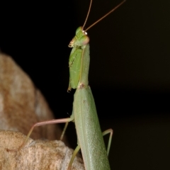 Orthodera ministralis at Kambah, ACT - 13 Apr 2020