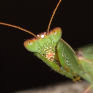 Orthodera ministralis at Kambah, ACT - 13 Apr 2020