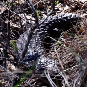 Tiliqua rugosa at Hackett, ACT - 12 Apr 2020